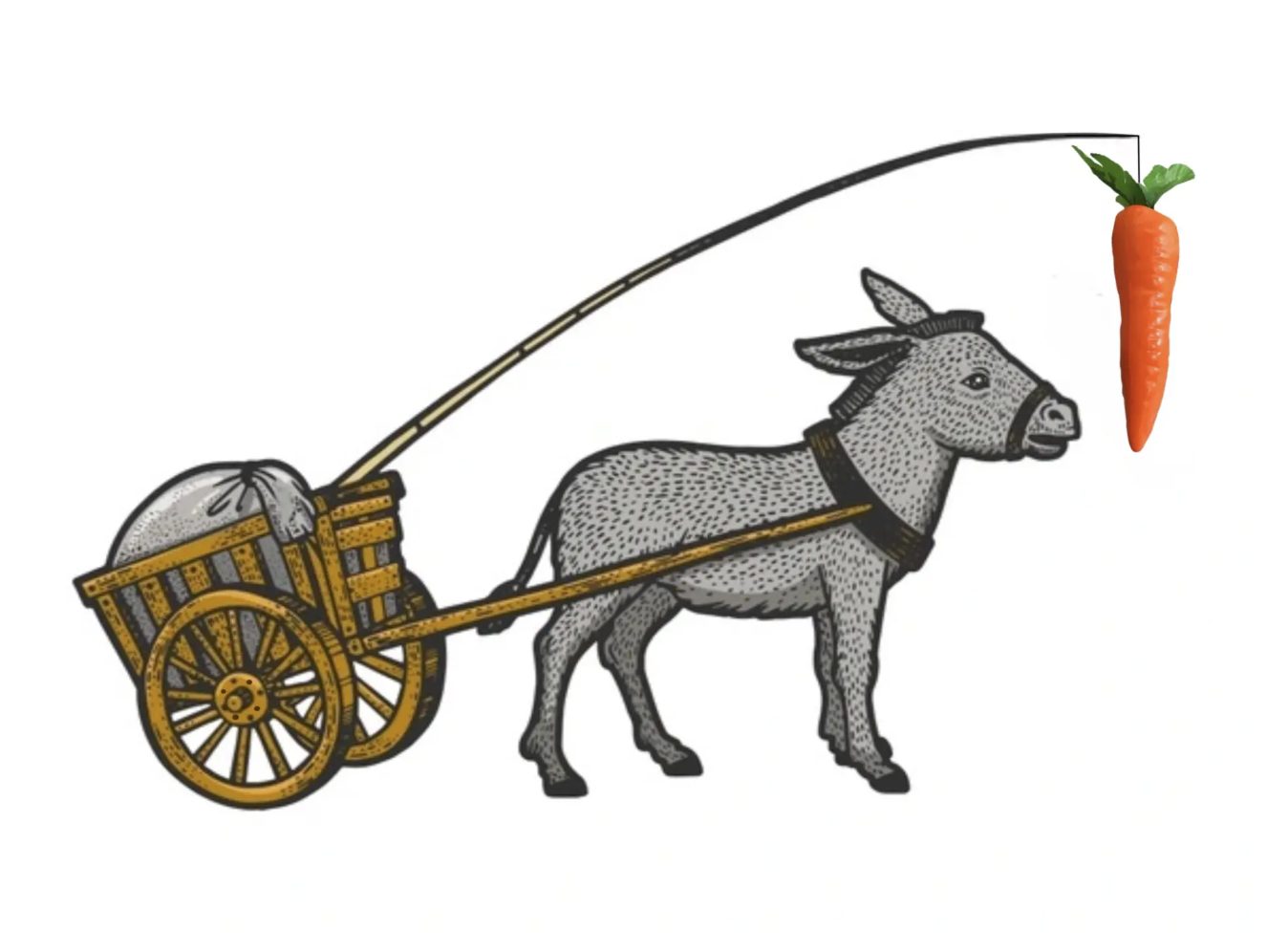 Burro